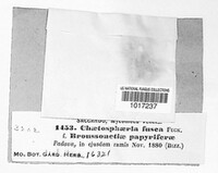 Chaetosphaerella fusca image